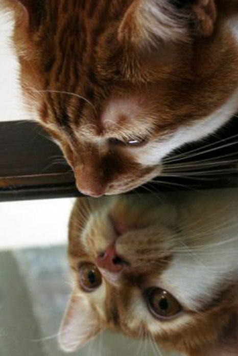 Коты у зеркала
