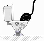 Кошка в туалете