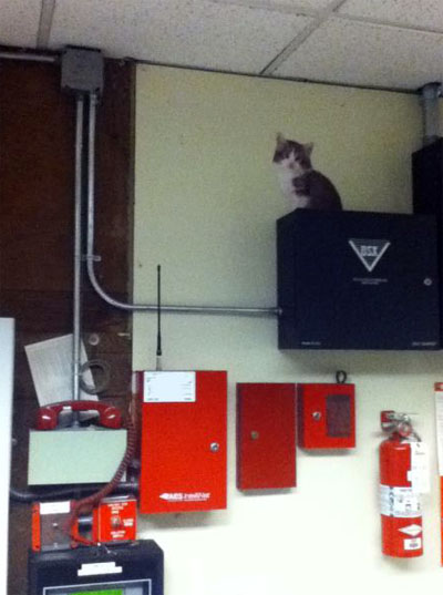 Кошки в офисе