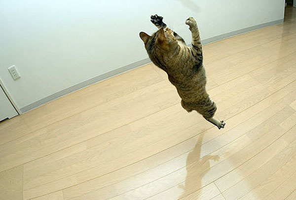 Кот в прыжке