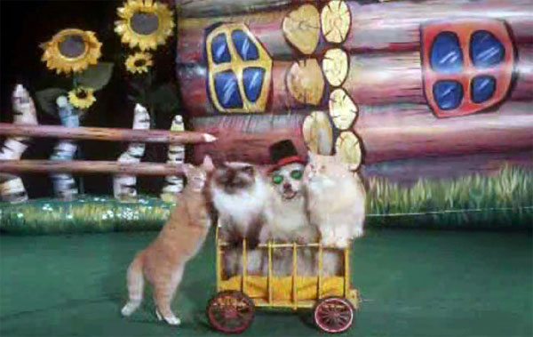 Цирковые коты