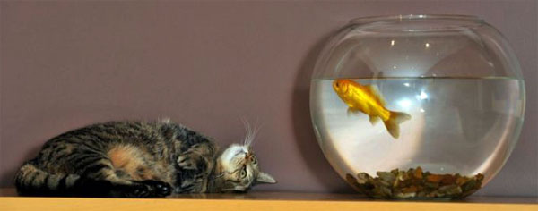 Кот и рыбка