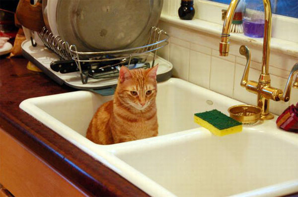 Кошки в раковине