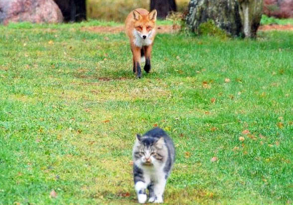 Кот и лиса