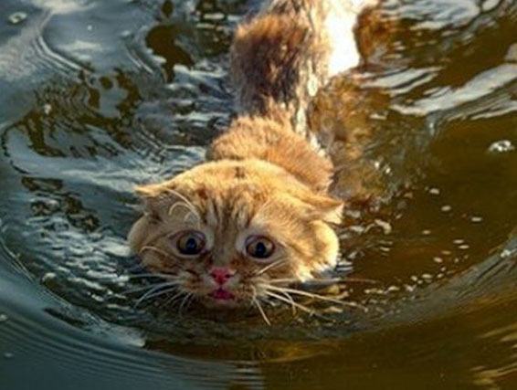 Кот-пловец