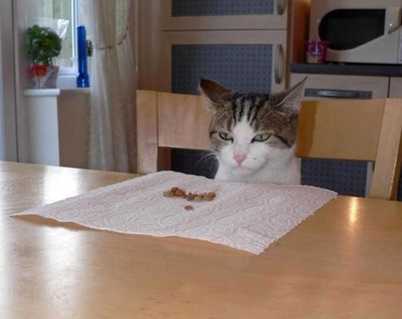 Коты за столом
