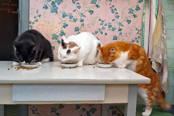 Коты за столом