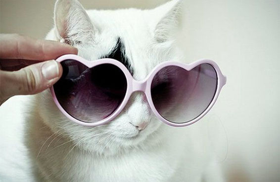 Коты в очках