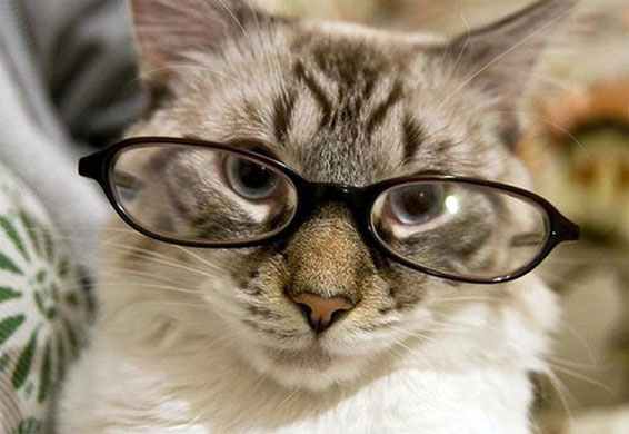  Коты в очках