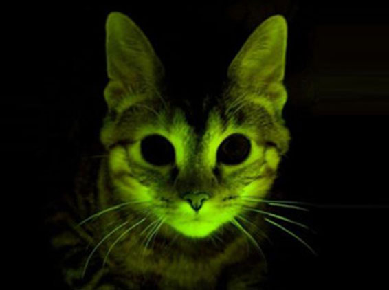 Светящийся кот