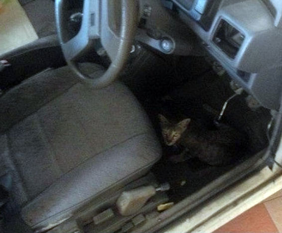 Кошка в машине