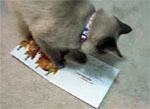 Кот и открытка