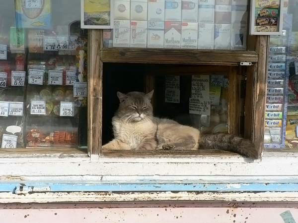 Коты-продавцы