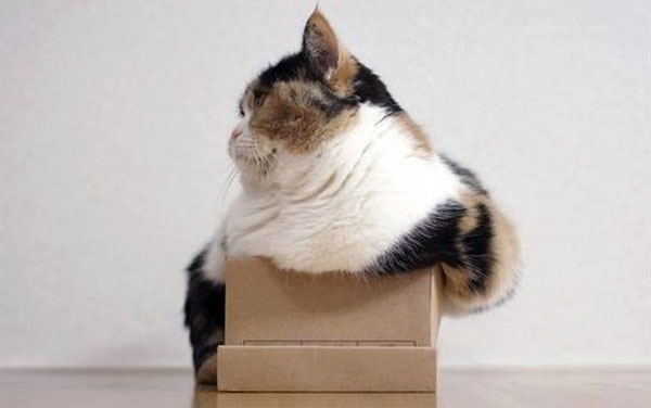 Коты в коробке