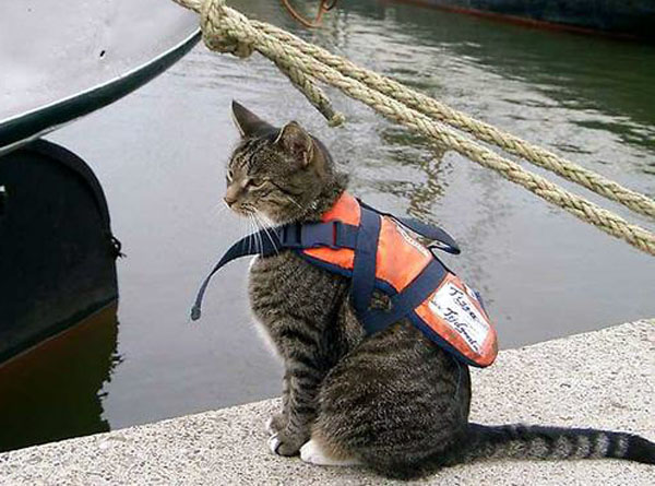 Кошка-спасатель