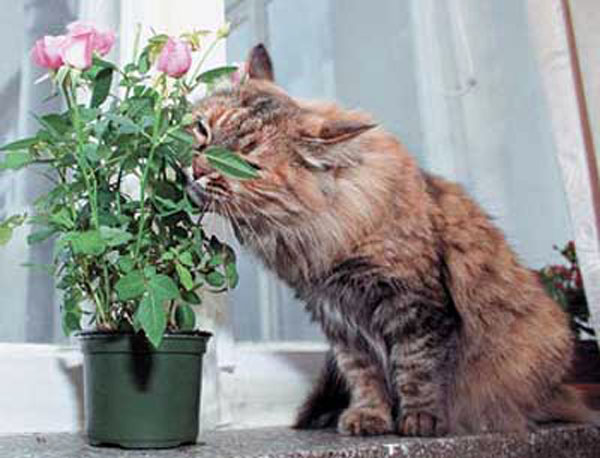 Ваша кошка ест цветы?