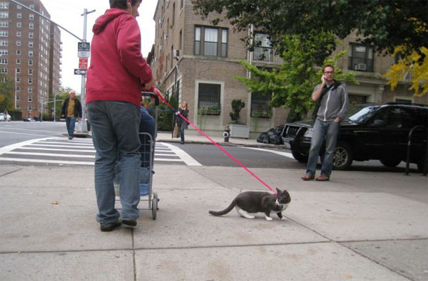 Коты и кошки на прогулке