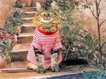 Модный кот-Лоренцо